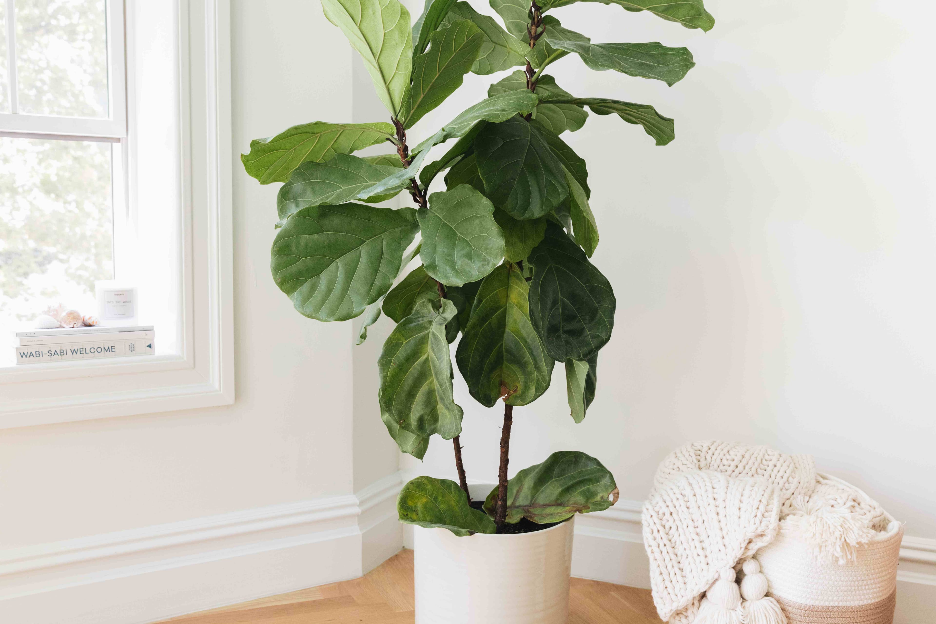 Fiddle Leaf Fig