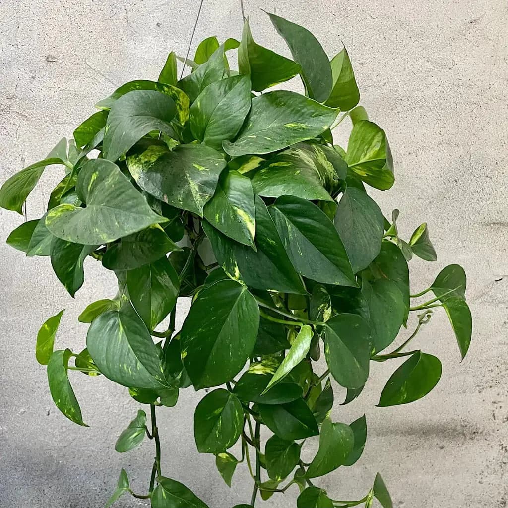 Pothos